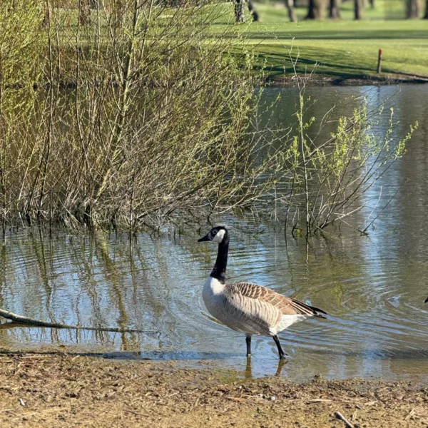 Comment être green sur le green ?